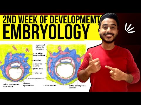 second week of development embryology | general embryology bilaminar germ disc formation