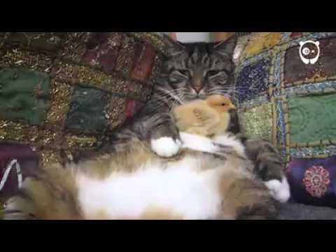 বিড়ালের মধ্যে যে ভালবাসা আছে, তা মানুষের মধ্যে আছে