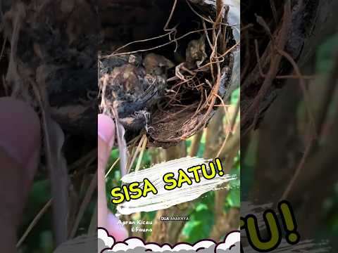 Sedih tapi Syukur! Temukan Sarang Murai Batu di Bambu, Cuma 1 yang Hidup 😭  #birdnest #muraibatu