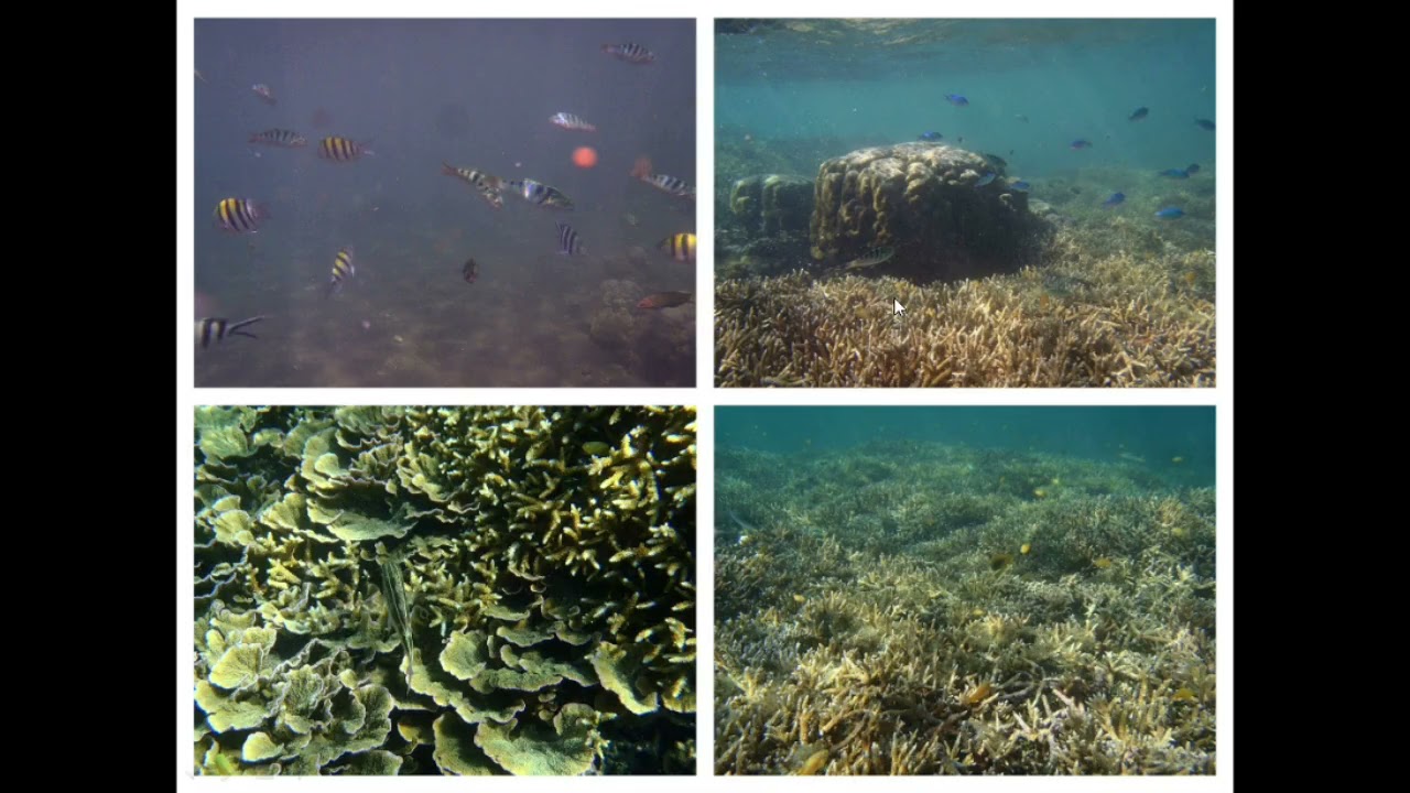 Introduction To Environmental Science (For GE 10)