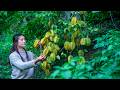Star Fruit Each One Is A Perfect Five Pointed Star