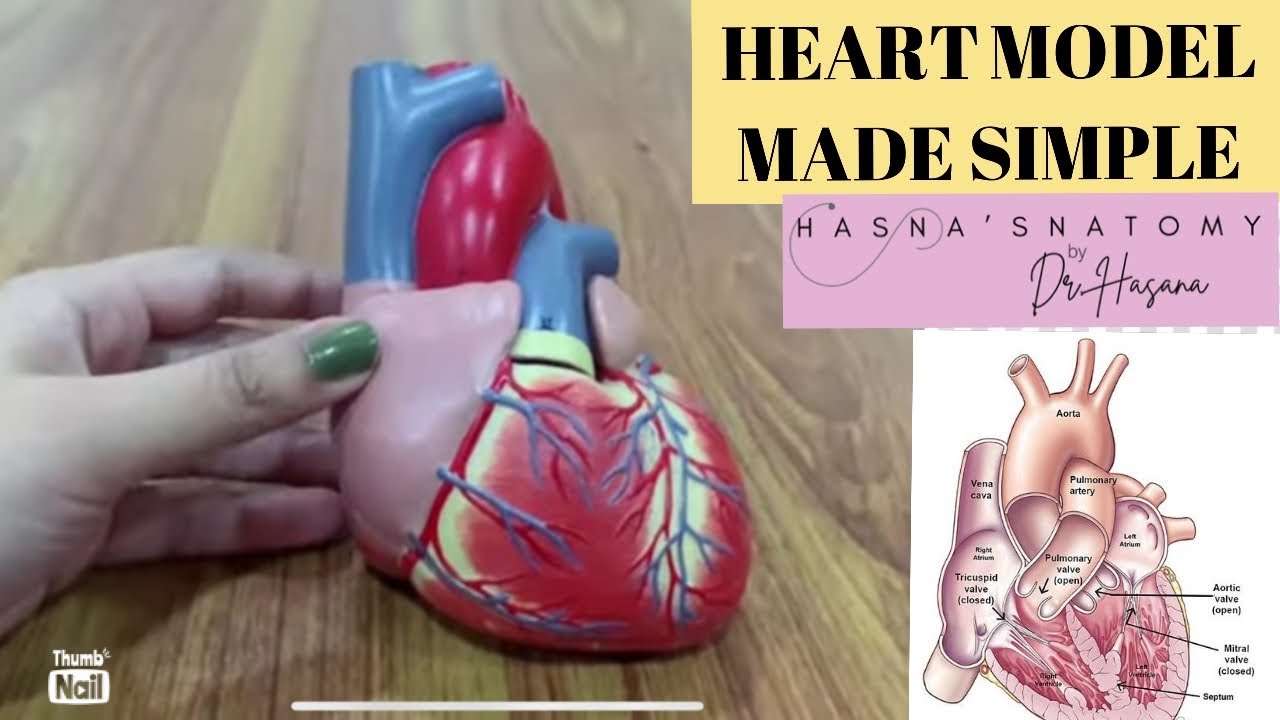 Heart Model Ospe Identification Points | Chambers & Vessels on surface | Internal Features