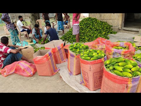 Harvest spine gourds, kontola ka kheti, flowering to fruiting stage a-z, Marketing and harvesting