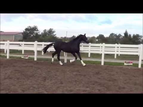 Don Louis B v. Don Index - Lauries Crusador xx www.zuchthof-bahnemann.de