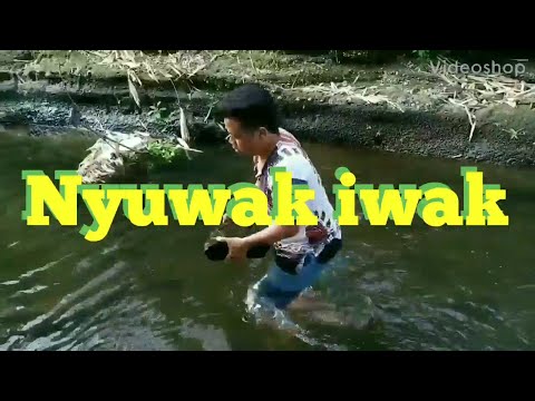 toni-belok-kirigolekiwaksobokaliberburuiwakkalingevlog