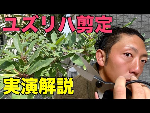 翡翠の木の剪定方法は？簡単なビデオチュートリアル + トップメンテナンスのヒント  庭園