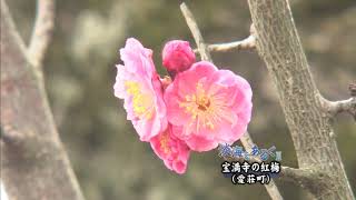 淡海をあるく　宝満寺の紅梅　愛荘町