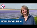 Burgemeester Lisse geschrokken van dagjesmensen ondanks maatregelen tegen corona - OMROEP WEST