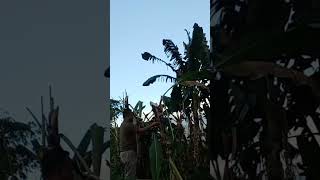 Download lagu aktifitas keseharian di ladang mp3 Download lagu aktifitas keseharian di ladang mp3