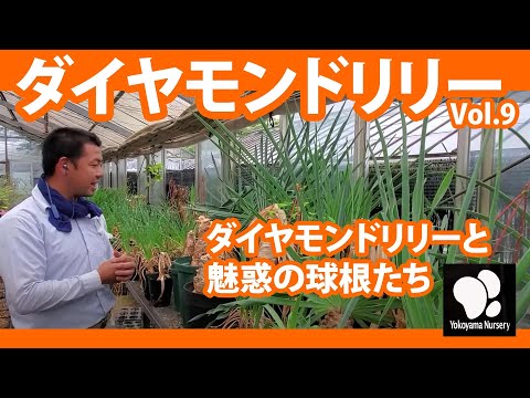 園芸 ガーンジーリリー、ネリネ