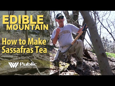 EDIBLE MOUNTAIN - How To Make Sassafras Tea