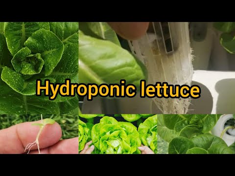 , title : 'Hydroponic Lettuce For beginner AT Home'