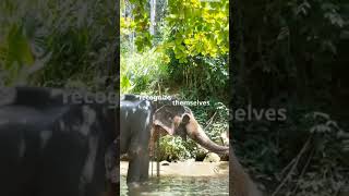 I bet you don&#39;t know these facts about elephant #facts #elephant #shorts