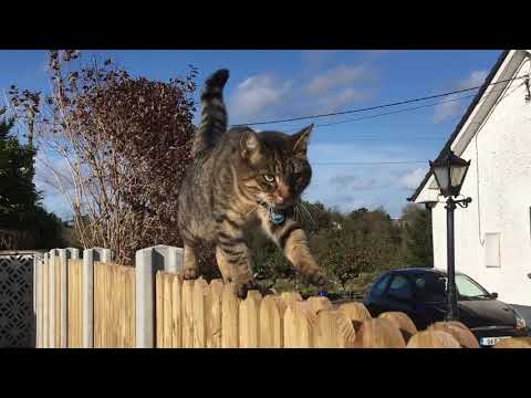 Millie walking the fence
