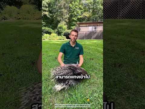 ความจริงเกี่ยวกับเม่นที่คุณอาจยังไม่รู้ 😱🦔