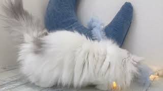 ミヌエットの動画01