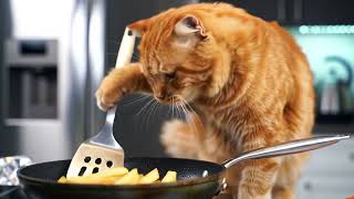 Cate Cooking Food #fries #cooking #food #delicious