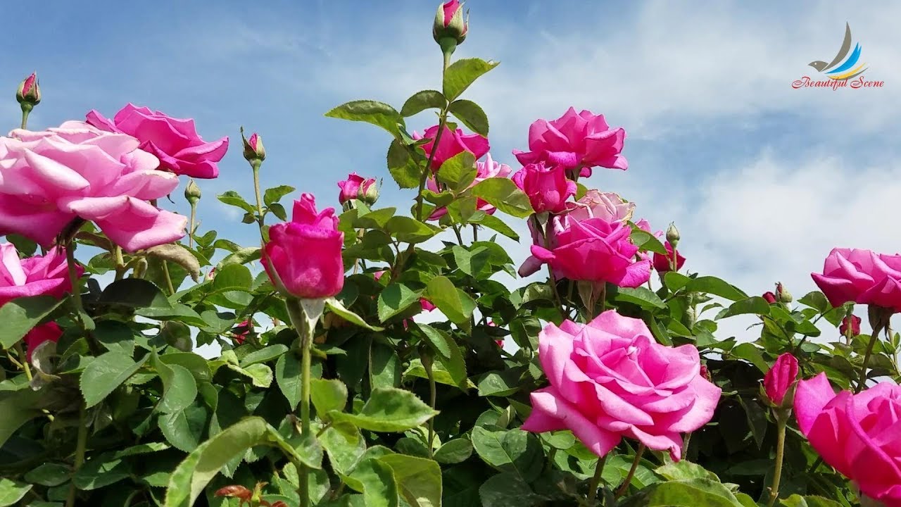 ROSE - Gertrude Jekyll