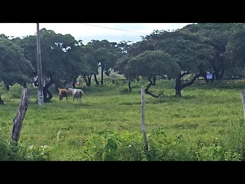 UM BICHO PRETO CHUPOU TODO LEITE DAS VACAS, CIDADE DE AMARGOSA BAHIA,