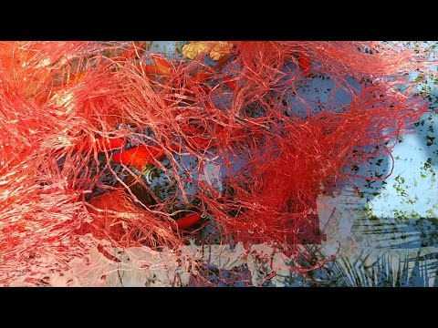 Breeding comet goldfish is easier than you thought | Breed goldfish with 3 simple steps