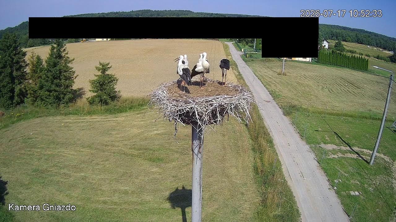 Live webcam view of Nido de Cigüeña Blanca, Starogard
