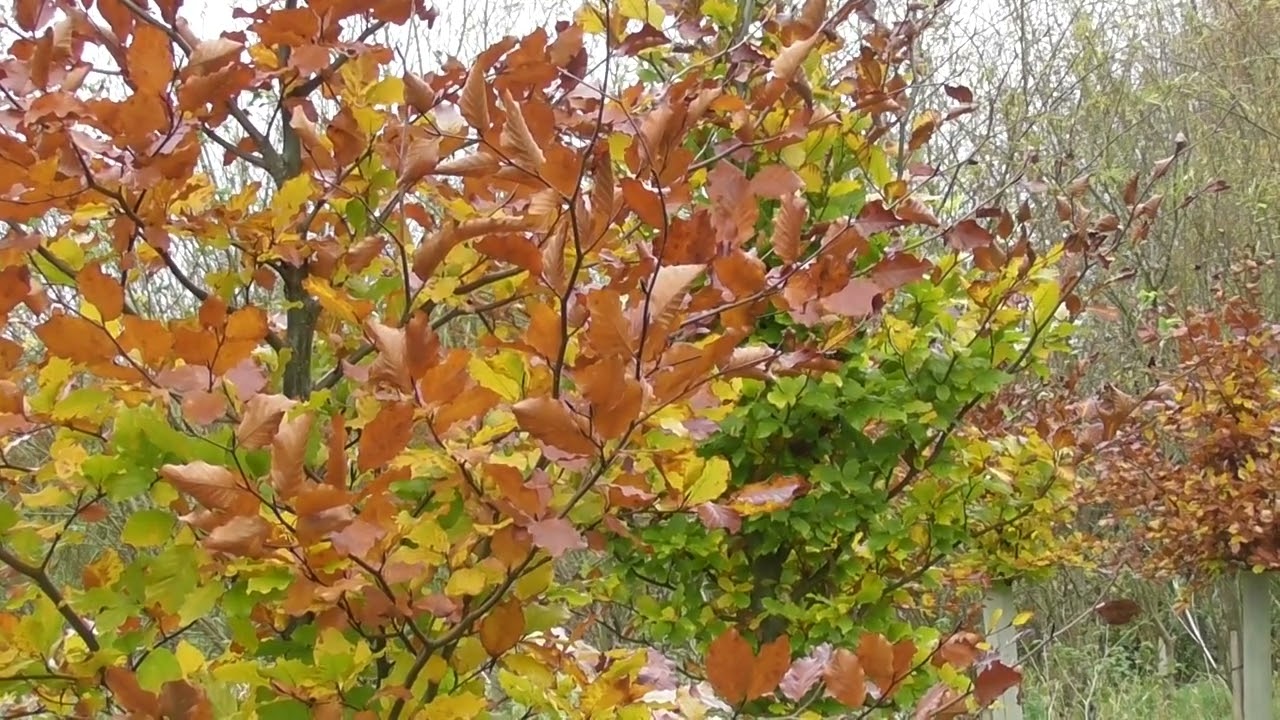 Simply be...with the autumn leaves