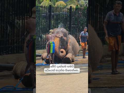 elephant bathing #elephant #kandy #cute #animals