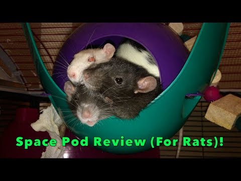 Lixit Critter Space Pod Review (Rats)