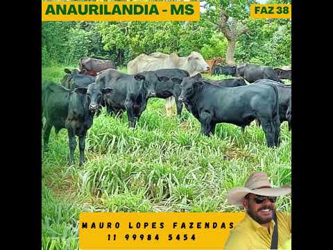 FAZ 38 - Fazenda na Região de Anaurilândia – MS c/ 761,7610 Hec #fazendasnobrail #mlfazendas