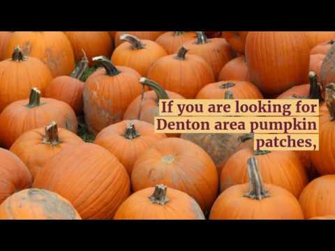 download lagu mp3 mp4 Pumpkin Patch Dallas, download lagu Pumpkin Patch Dallas gratis, unduh video klip Pumpkin Patch Dallas
