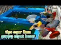Tips Agar Ikan Guppy Cepat Besar