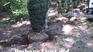 preview picture of video 'Trumbull CT Landscaper | Planting with Bobcat Skidsteer Nursery Jaws'