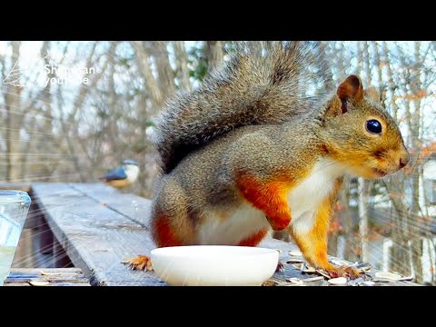 冬にリスに餌をやる 自然と動物