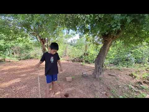 JUAZEIRO BASTANTE CARREGADO NO INTERIOR DO MUNICÍPIO DE MARCO-CE. 