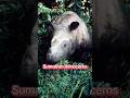 Planet Zoo DLC Ideas Jungle Animal Pack Planetzoo Shorts Fyp
