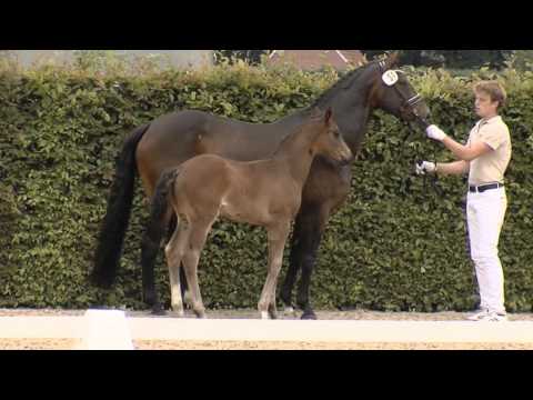 Oldenburger Prämien-Hengst-Fohlen For Filou (For Romance x Rubin Royal) geb. 02.05.2014