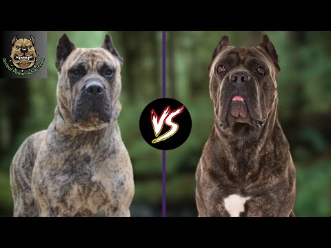 Cane Corso vs Presa Canario : Which one is preferred ?