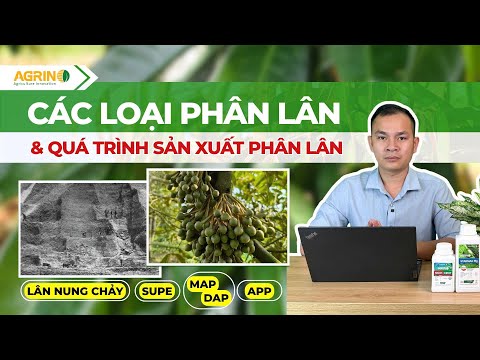 HIỂU ĐÚNG VỀ CÁC LOẠI PHÂN LÂN: LOẠI NÀO TỐT VÀ ĐƯỢC SẢN XUẤT RA SAO?