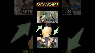 Download lagu ciri ciri cendet jantan dan betina #cendet mp3