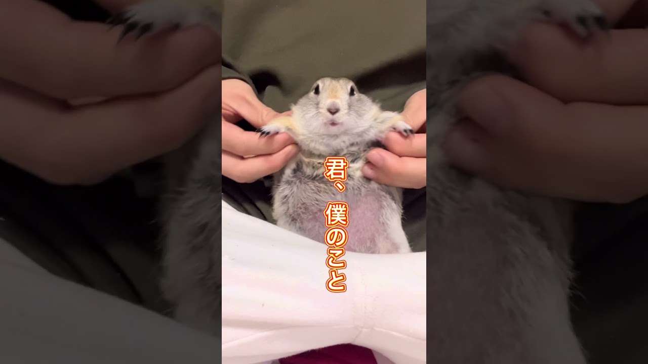 初投稿の動画（多分） #癒し #リチャードソンジリス #ピー助