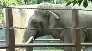Sad Story of Billy the Elephant confined in the Los Angeles Zoo