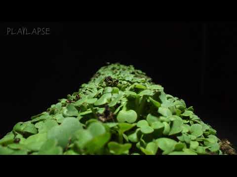 Growing Arugula from Seed Time Lapse - 3 Days