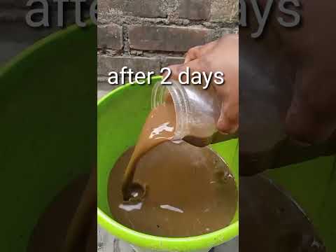 How to Use cow dung to the plants