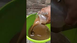 Download lagu How to Use cow dung to the plants mp3