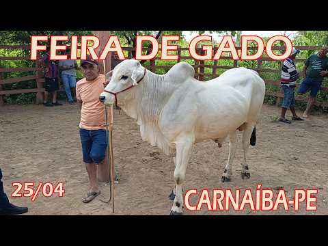 Feira de Gado de Carnaíba-PE (25/04/26)