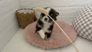 チワワ(ロング)の動画01