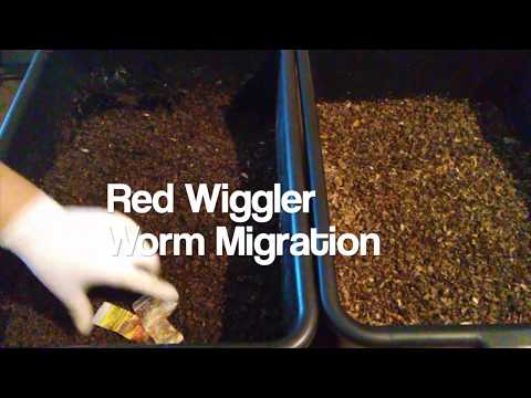 Red Wiggler Worm Migration Using a Food Burrito - Ep 3