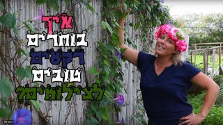 בוחרים רקעים לבוק