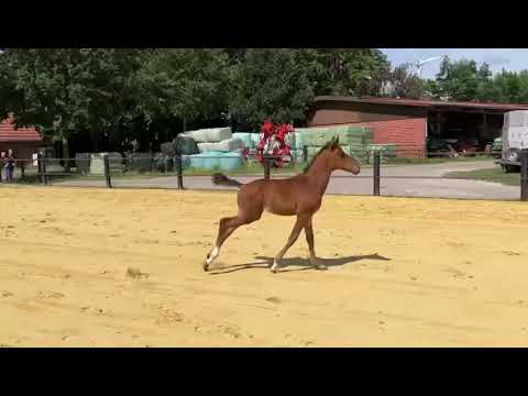 Zoom Fohlen von 2022