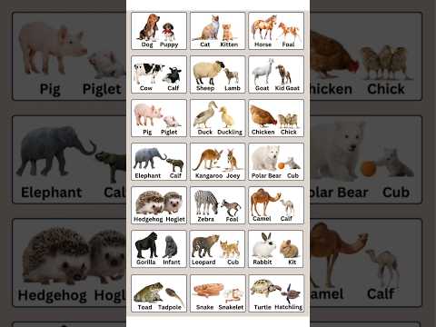 ANIMALS AND THEIR BABY NAMES🤗🤍✨️#shorts #everyday #english